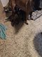Berger malinois
