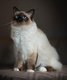 Magnifiques chatons birmans