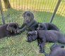 Chiots labrador noir, levage amateur, parents...