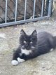 Chaton Maine coon