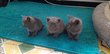 Magnifiques chatons