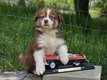 Adorables chiots Berger australiens disponibles