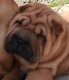 Chiot sharpei