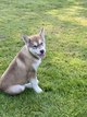 Alaskan Malamute