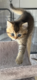 Superbe petite femelle  british  shorthair black...