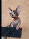 Adorable chatons sphynx