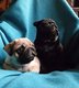 Chiots Carlins pure race  ns en France en famille