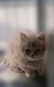 Chatons  British Shorthair et Longhair