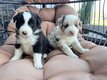 Superbe porte de Border collie