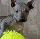 Chien du Mexique , Xoloitzcuintle Standard