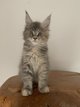 Chatons Maine Coon