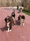Chiots Border collie (parents prsents)