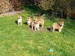 Magnifiques chiots shiba inu