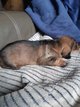 Chiots Teckel sanglier standard