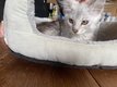 Magnifiques chatons Maine Coon