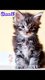 Chaton main coon