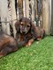 Chiots teckel nain  poil long (parents prsents')