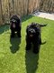 Chiots labradoodle (multigen, parents prsents )