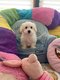 Coton de tulear