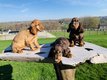 Superbes chiots  Cocker Anglais