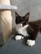 Magnifiques chatons maine coon disponibles  la...