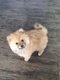 Magnifiques petit chiots Spitz