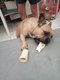 Magnifique bouledogue franais