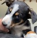 Chiot Border Collie pure race