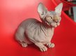 Chaton sphynx