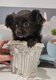 Chihuahua poils longs - 1 femelle disponible