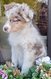 Chiots Berger Australien