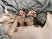 4 Sphynx rares tigr et noir avec pedigr ne le