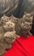Magnifiques chatons British shorthairs bleus