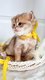 Chatons british longhair
