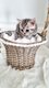 Britishs shorthairs Black Silver tabby
