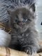 5 merveilleux Maine Coon bleus smoke