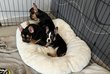 Bouledogue franais Black and tan
