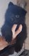 Magnifique petit mle Schipperke