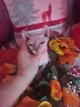 Superbe  minifique  sphynx  disp  avec pdigre