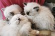 Magnifiques chatons Ragdoll avec Pedigre (Mink)