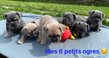 Chiots Bouledogue Franais avec Pdigre Kennel
