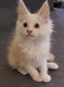 Chaton main coon