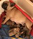Bouledogue Franais chiots pdgre St Hubert