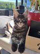 Chatons Maine Coon