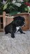 Bouledogue franais