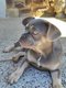 Chiots bouledogue franais.