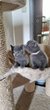 Chaton  british  bleu