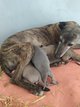 Levrier Whippet Windhond