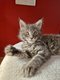 1 demoiselle Maine Coon