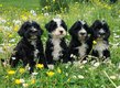 Chiots chien deau portugaise⭐️